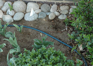 a drip irrigation line installed by one of our professional Carlsbad drip irrigation techs