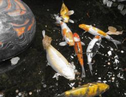 koi pond installation in Carlsbad, CA